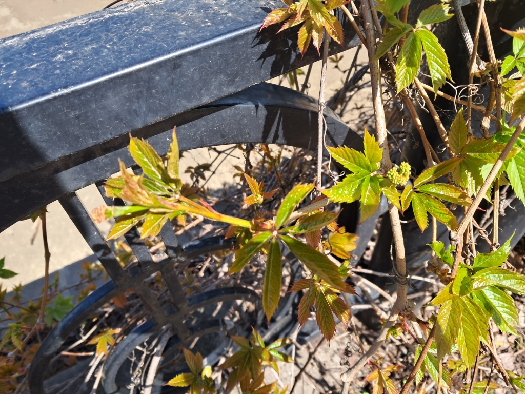 Brown plant leaves (Parthenocissus quinquefolia), ammonia and acetic acid