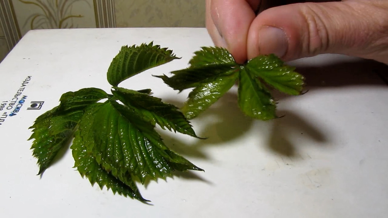 Brown plant leaves (Parthenocissus quinquefolia), ammonia and acetic acid