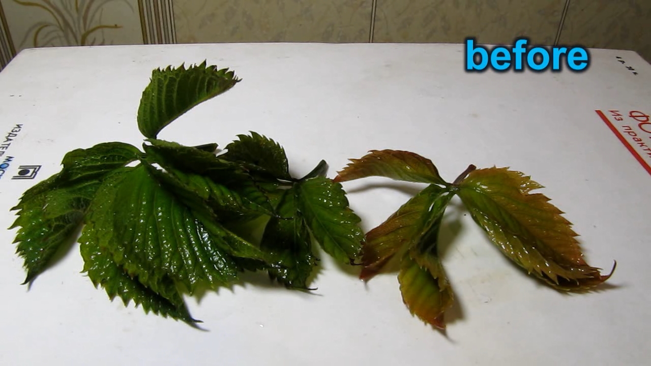 Brown plant leaves (Parthenocissus quinquefolia), ammonia and acetic acid