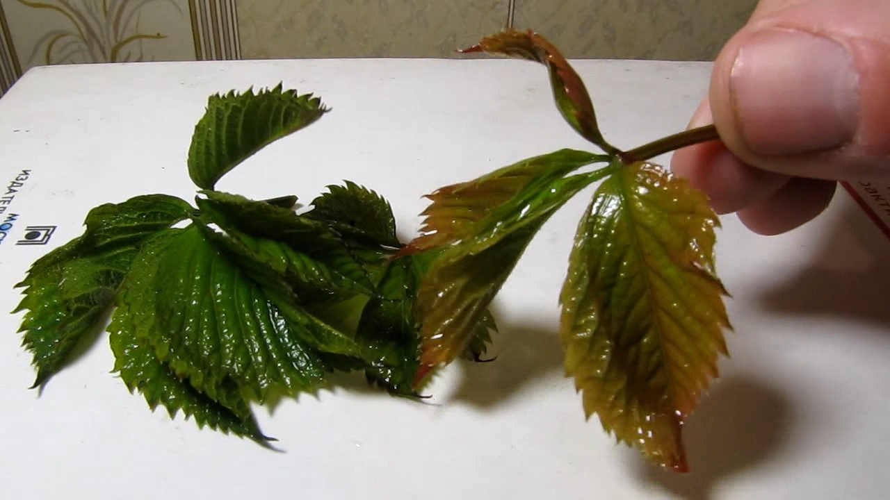 Brown plant leaves (Parthenocissus quinquefolia), ammonia and acetic acid