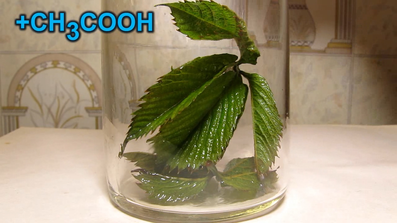 Brown plant leaves (Parthenocissus quinquefolia), ammonia and acetic acid