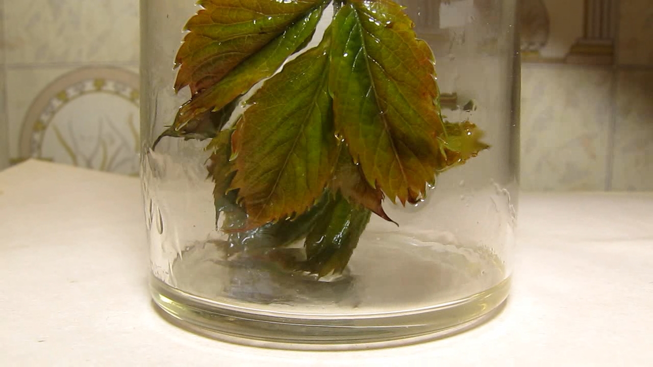 Brown plant leaves (Parthenocissus quinquefolia), ammonia and acetic acid