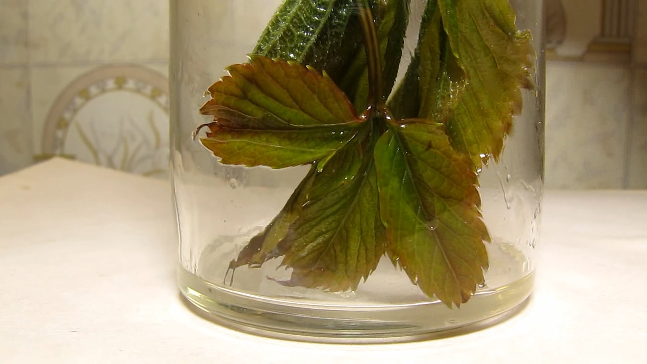 Brown plant leaves (Parthenocissus quinquefolia), ammonia and acetic acid