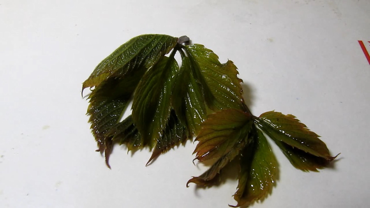 Brown plant leaves (Parthenocissus quinquefolia), ammonia and acetic acid