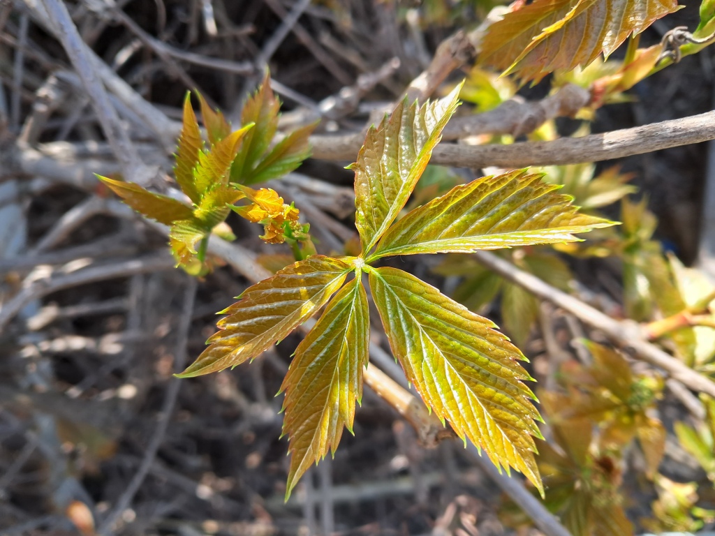 Brown plant leaves (Parthenocissus quinquefolia), ammonia and acetic acid