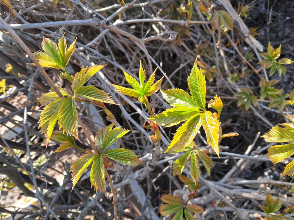 Brown plant leaves (Parthenocissus quinquefolia), ammonia and acetic acid