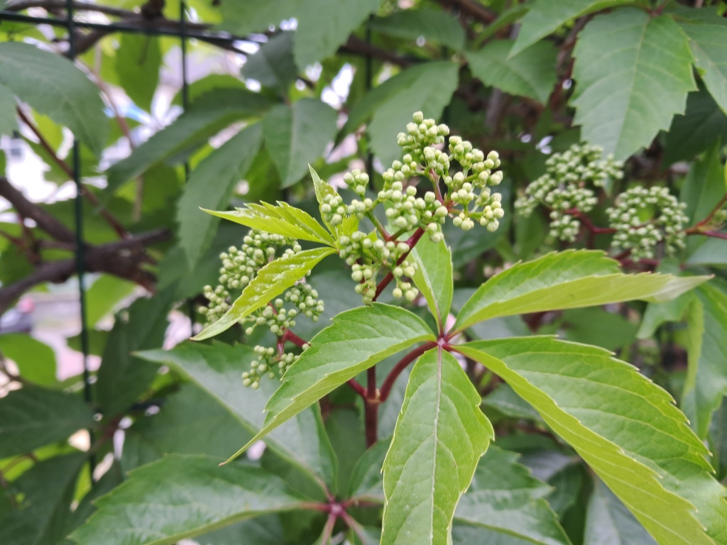 Brown plant leaves (Parthenocissus quinquefolia), ammonia and acetic acid