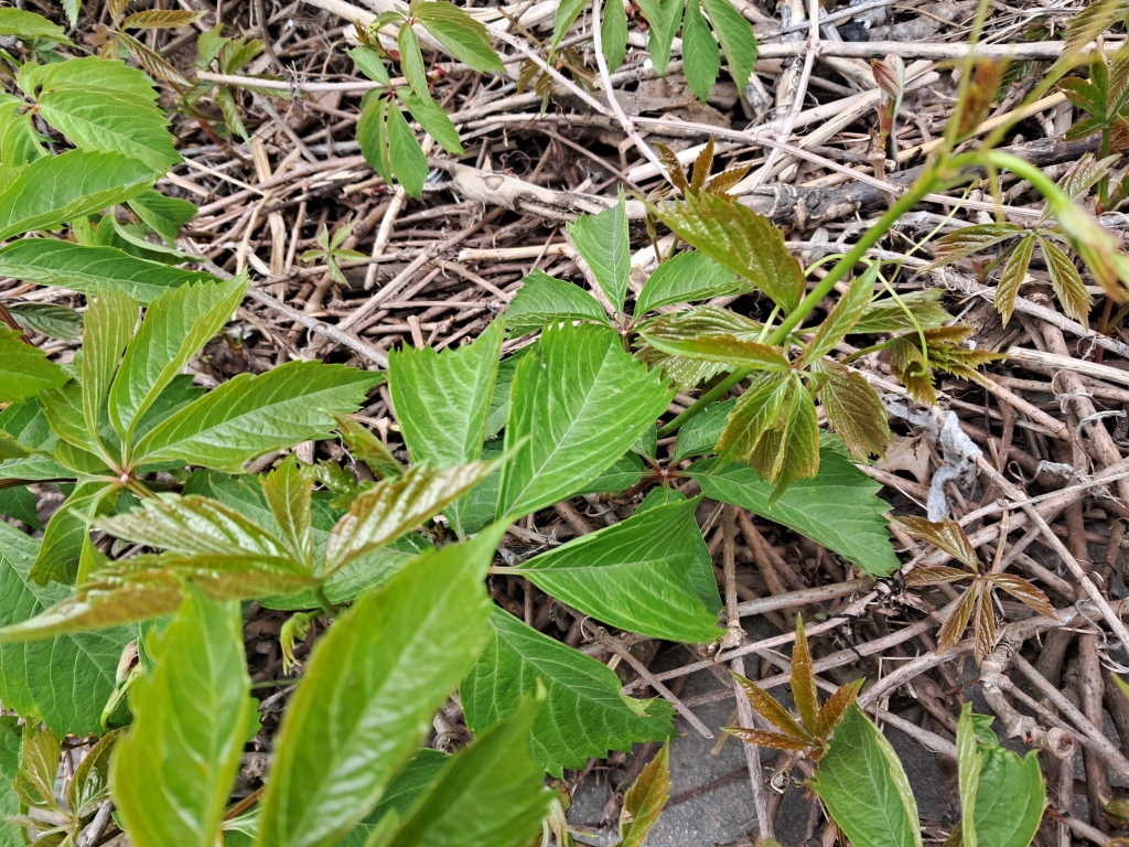 Brown plant leaves (Parthenocissus quinquefolia), ammonia and acetic acid
