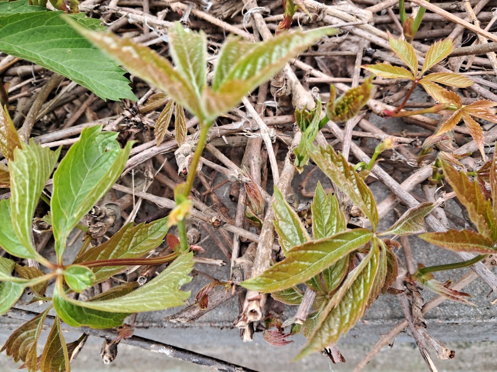 Brown plant leaves (Parthenocissus quinquefolia), ammonia and acetic acid