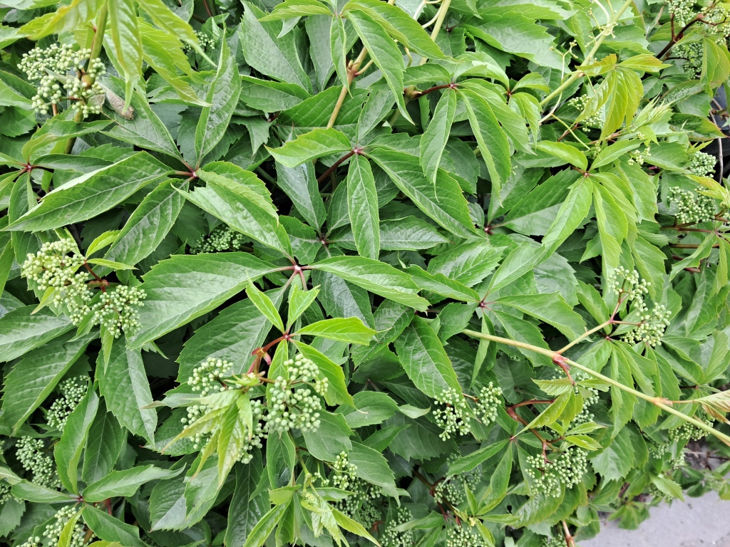Brown plant leaves (Parthenocissus quinquefolia), ammonia and acetic acid