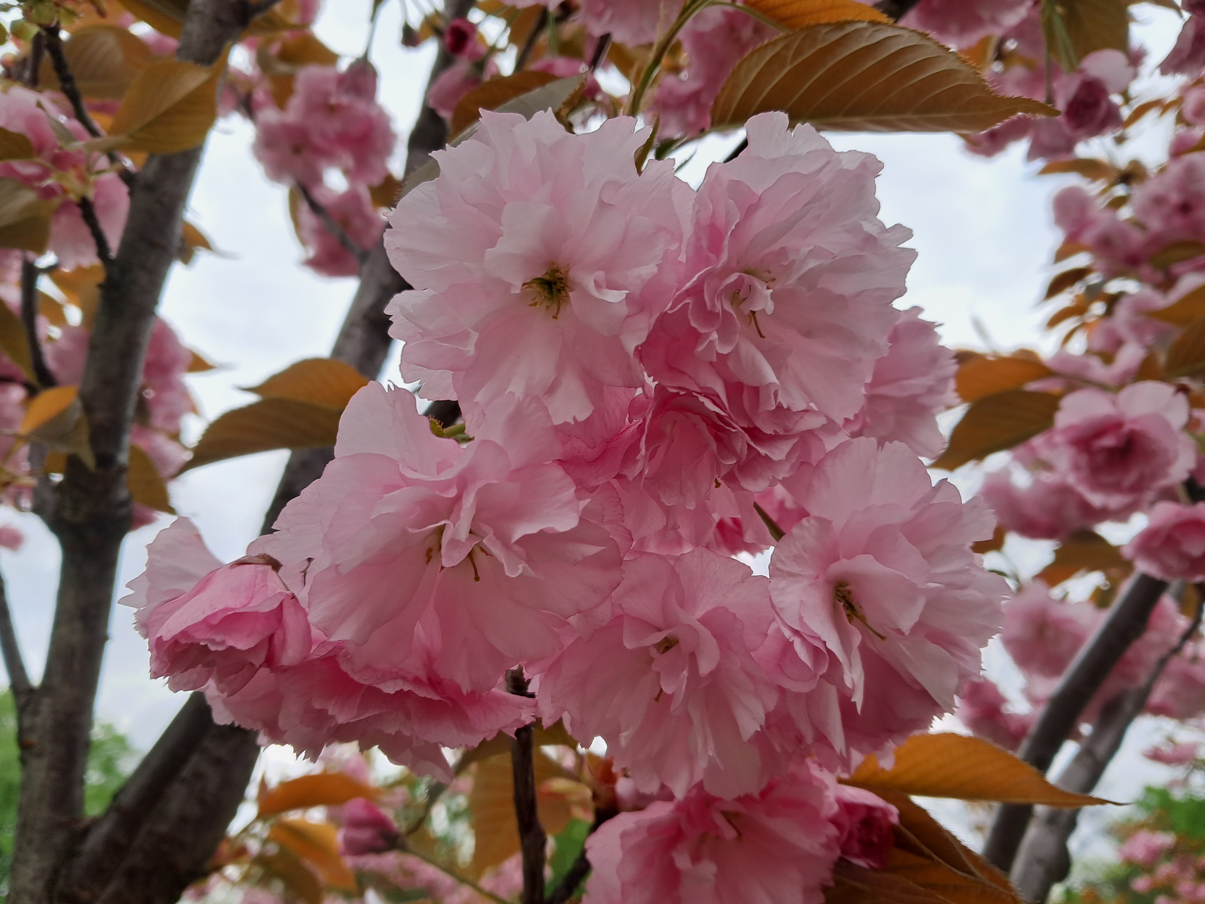 Sakura