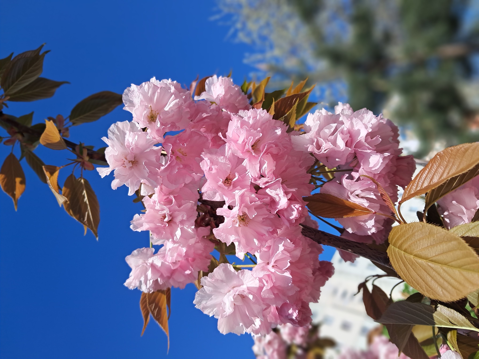 Sakura
