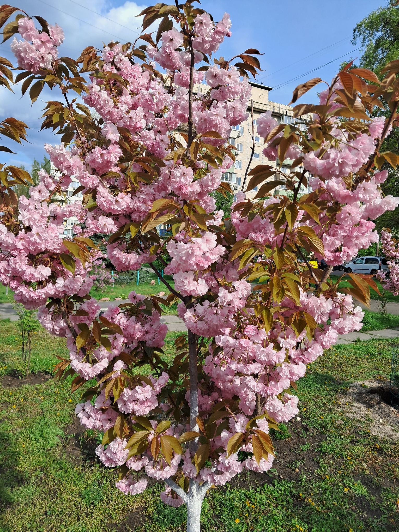 Sakura