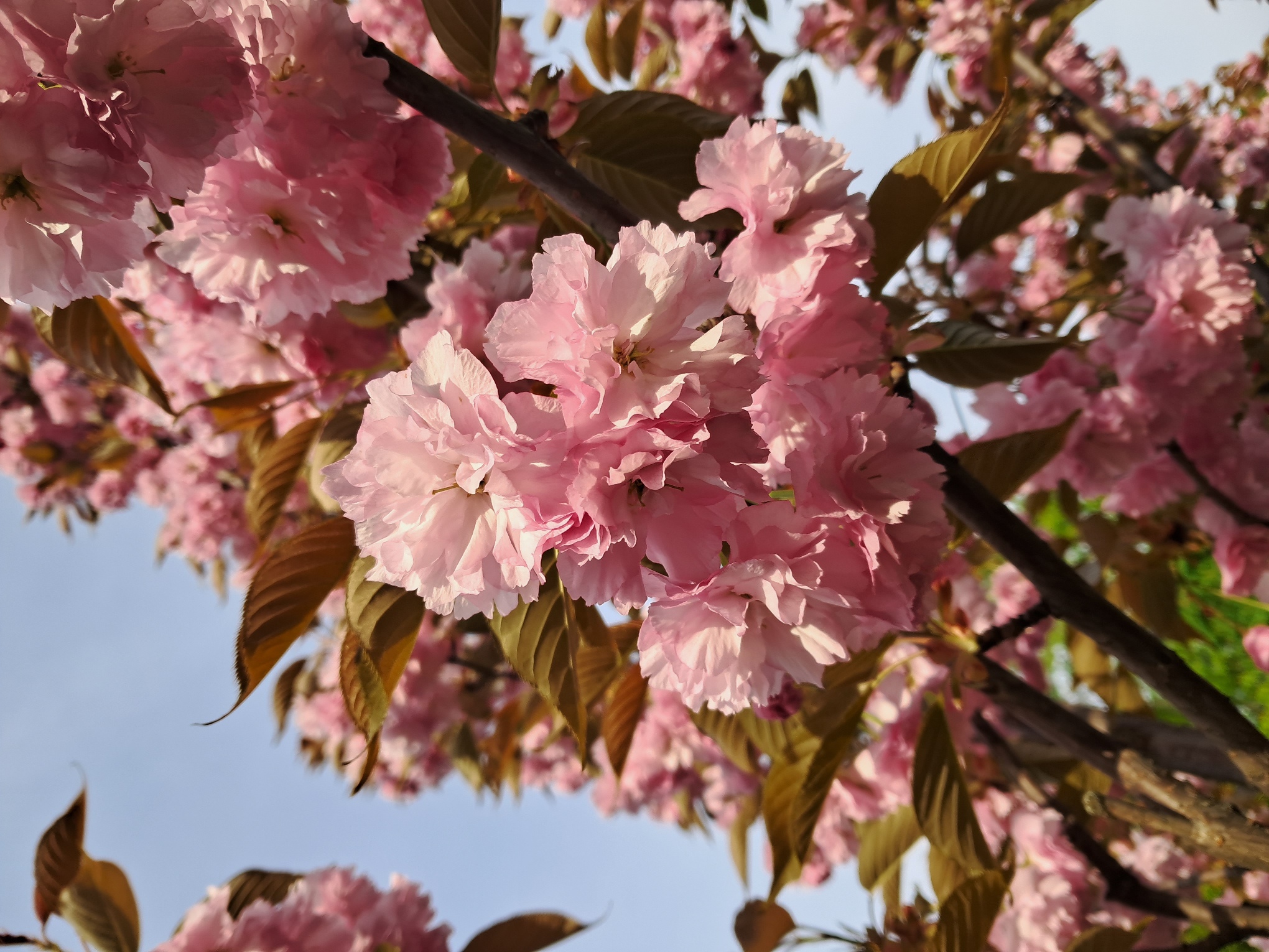 Sakura
