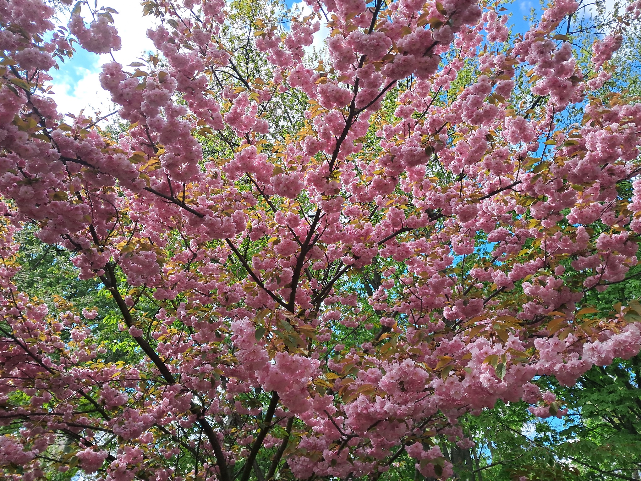 Sakura