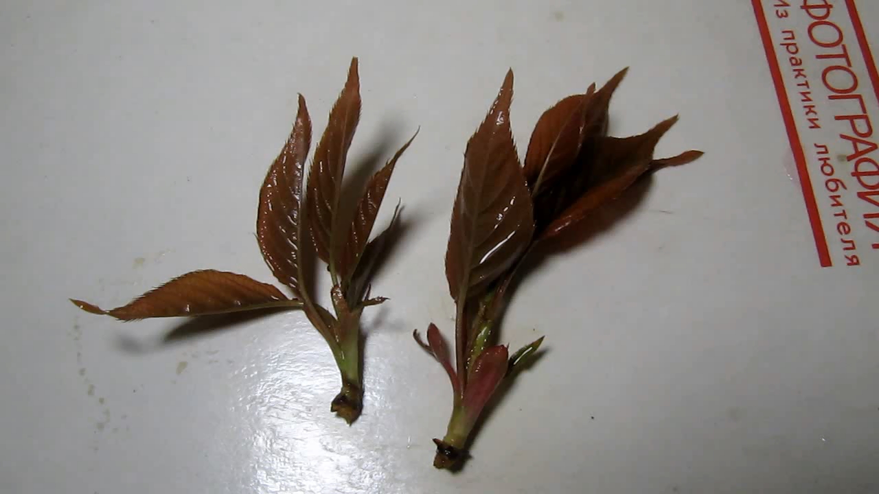 Brown plant leaves (Sakura) and ammonia