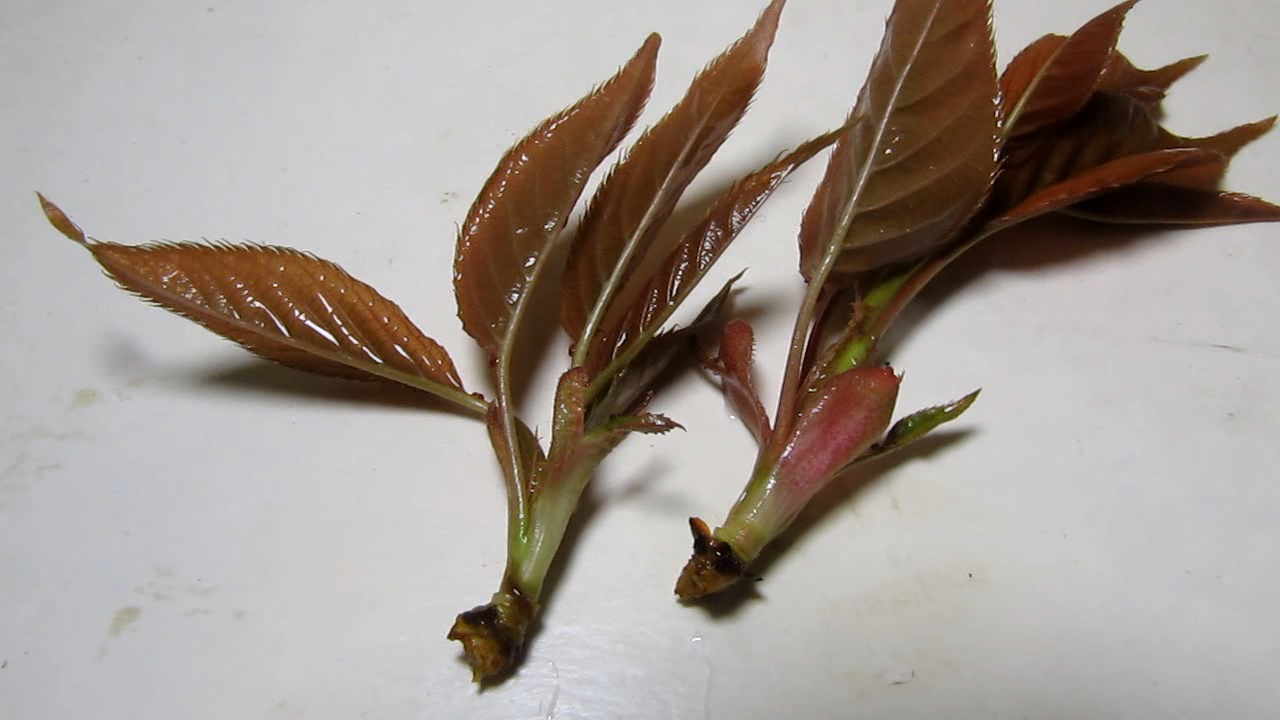 Brown plant leaves (Sakura) and ammonia