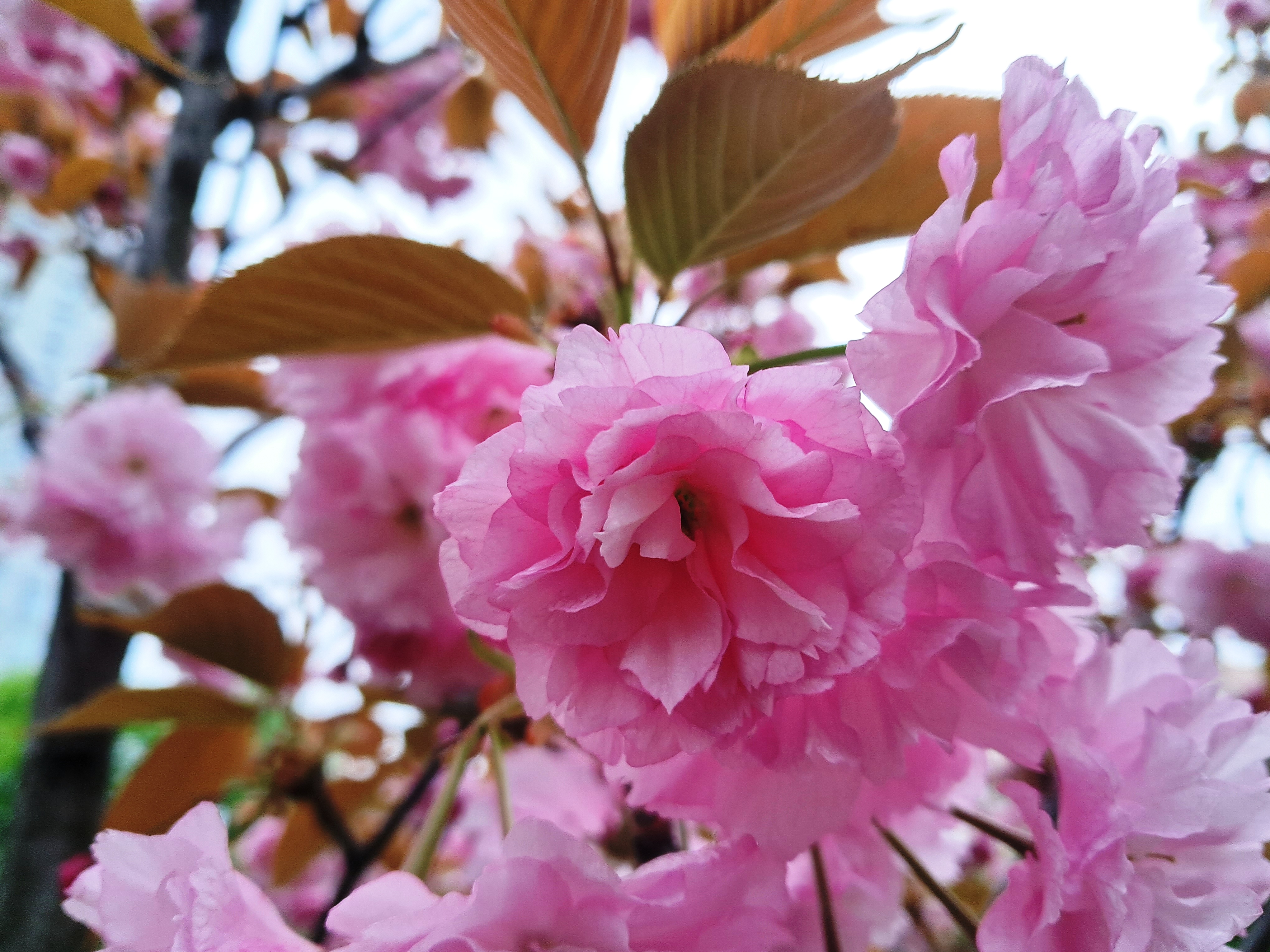 Sakura