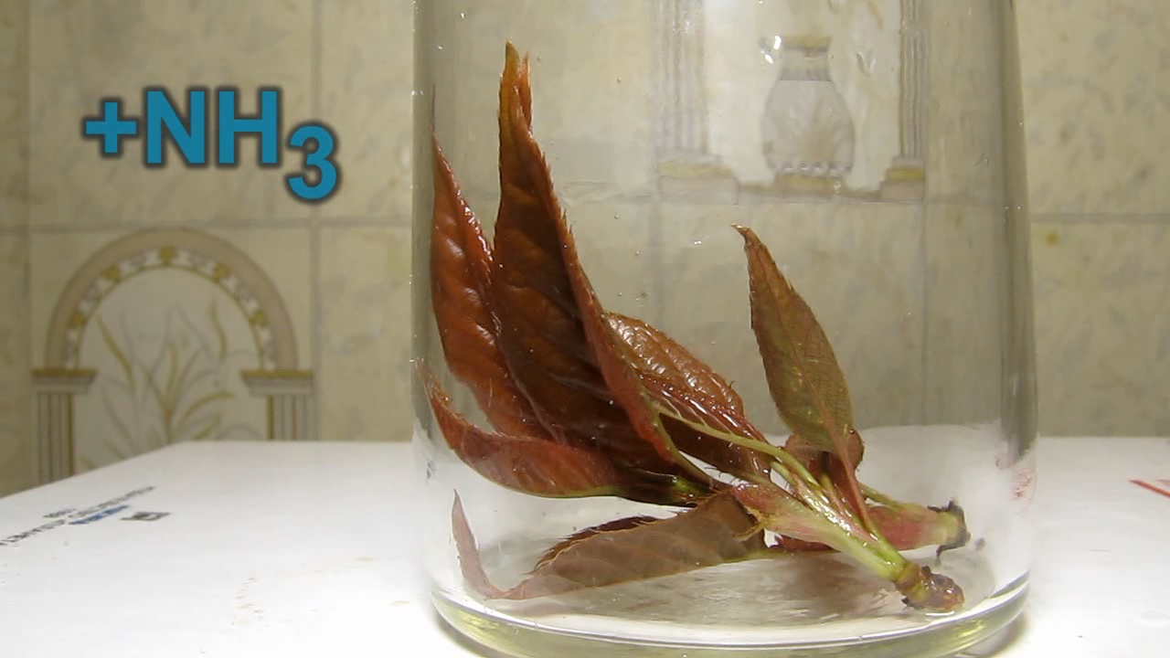 Brown plant leaves (Sakura) and ammonia