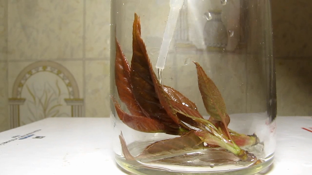 Brown plant leaves (Sakura) and ammonia