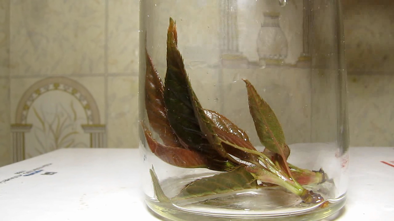 Brown plant leaves (Sakura) and ammonia