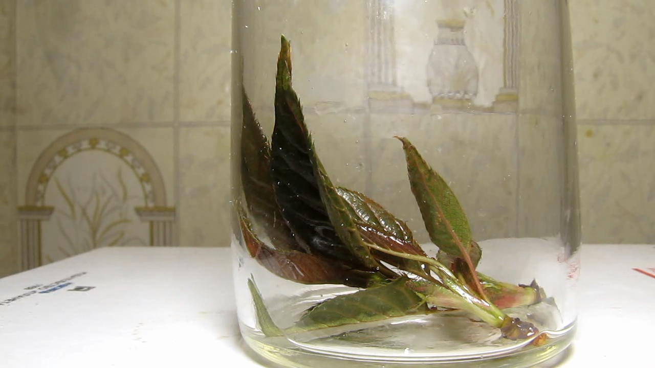 Brown plant leaves (Sakura) and ammonia