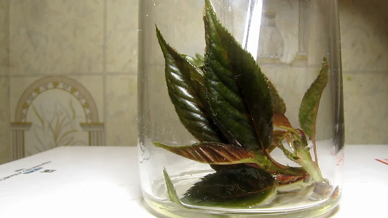 Brown plant leaves (Sakura) and ammonia