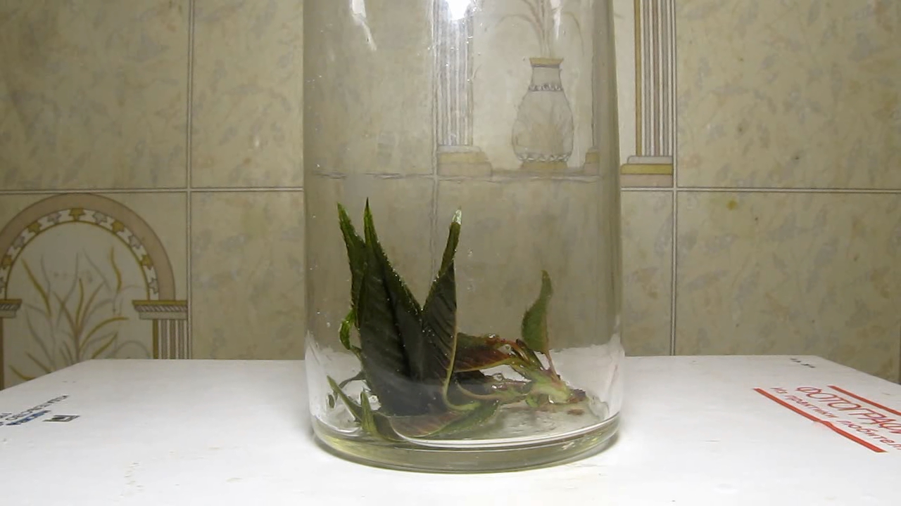Brown plant leaves (Sakura) and ammonia
