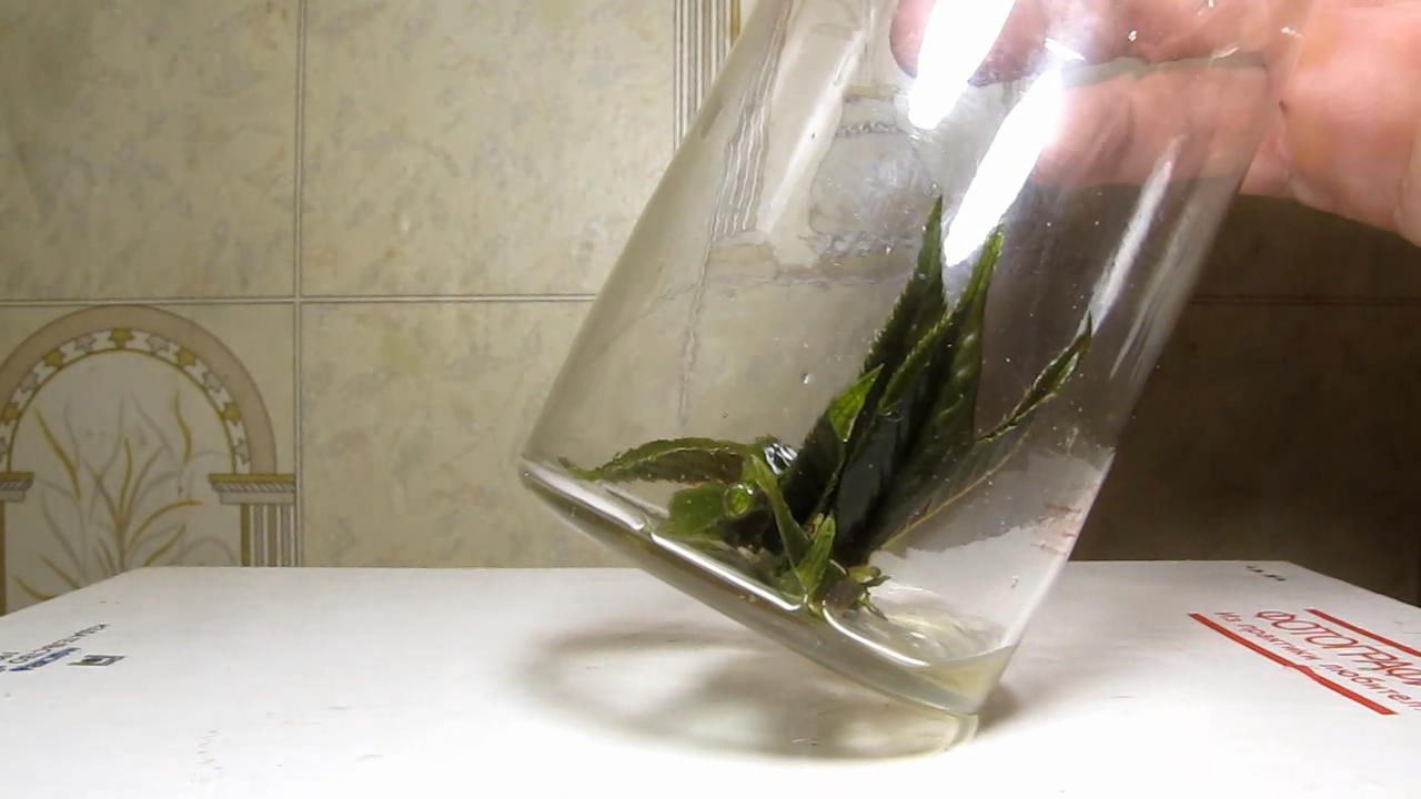 Brown plant leaves (Sakura) and ammonia