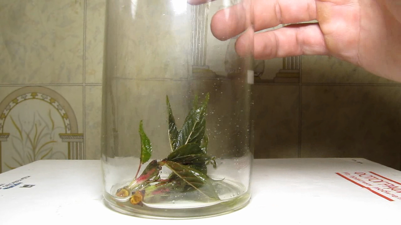 Brown plant leaves (Sakura) and ammonia