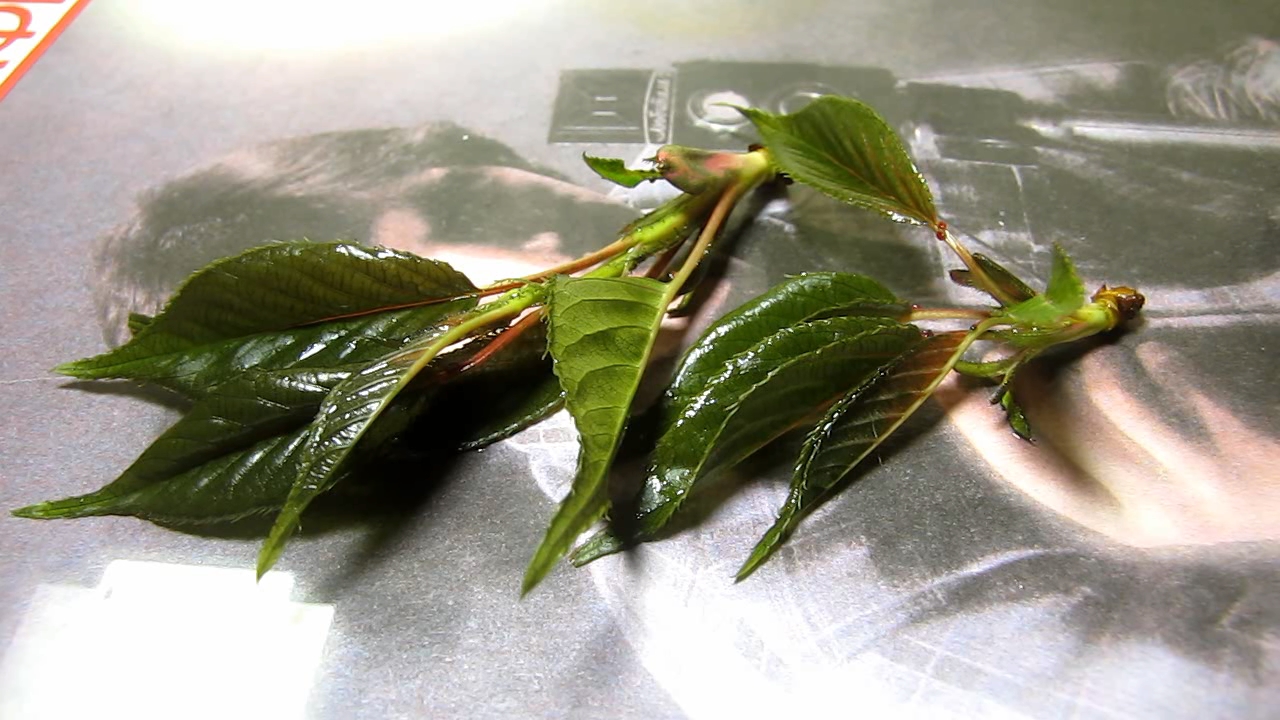 Brown plant leaves (Sakura) and ammonia