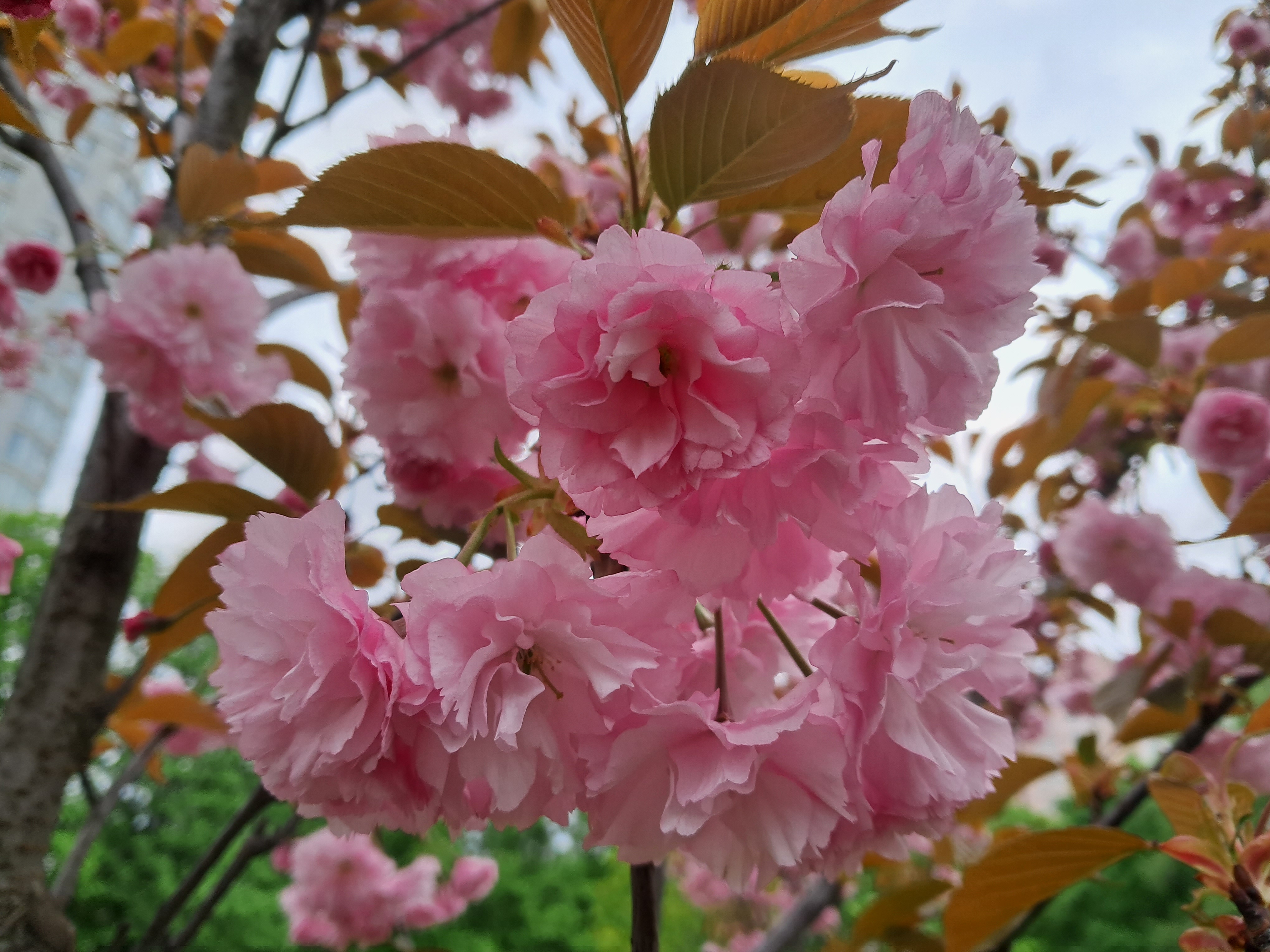 Sakura