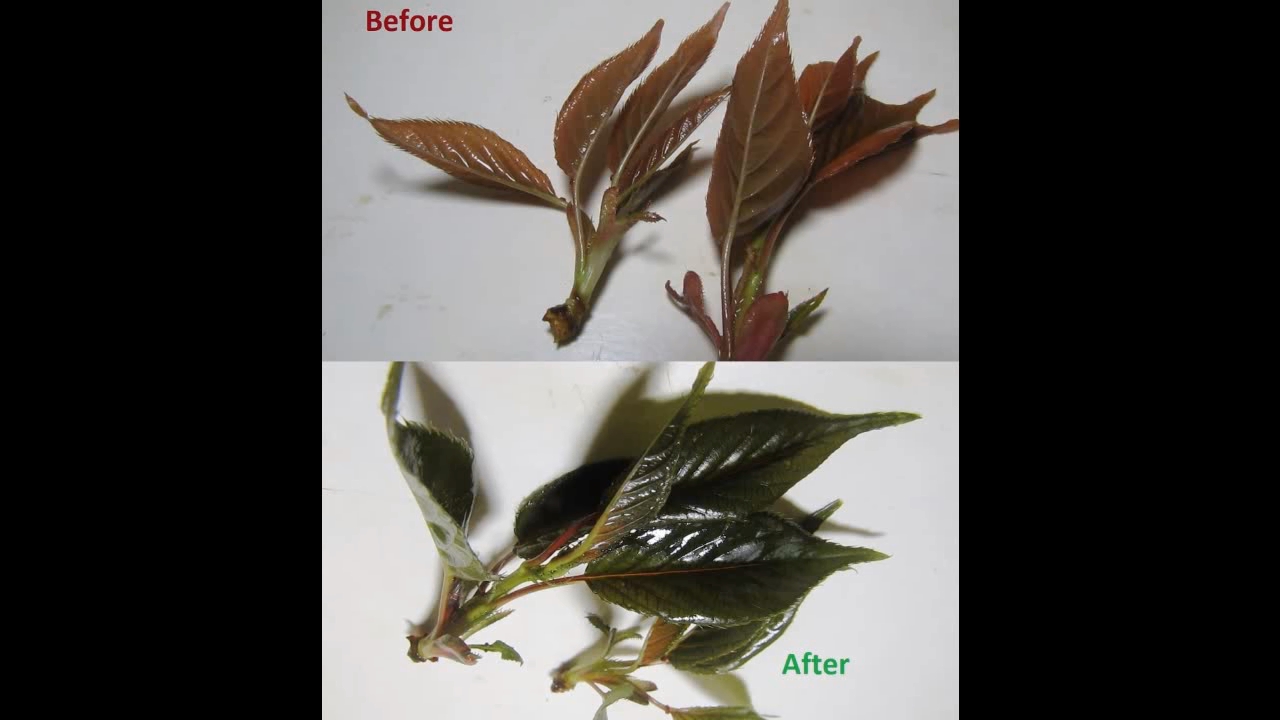Brown plant leaves (Sakura) and ammonia
