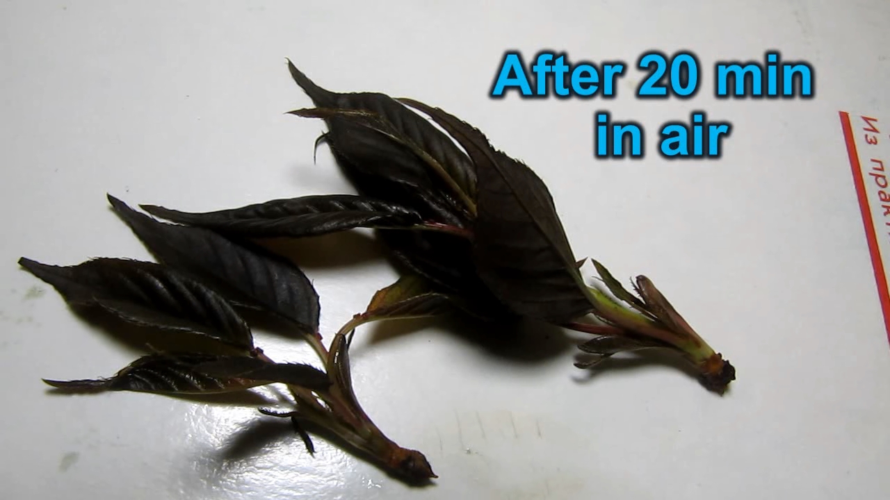 Brown plant leaves (Sakura) and ammonia