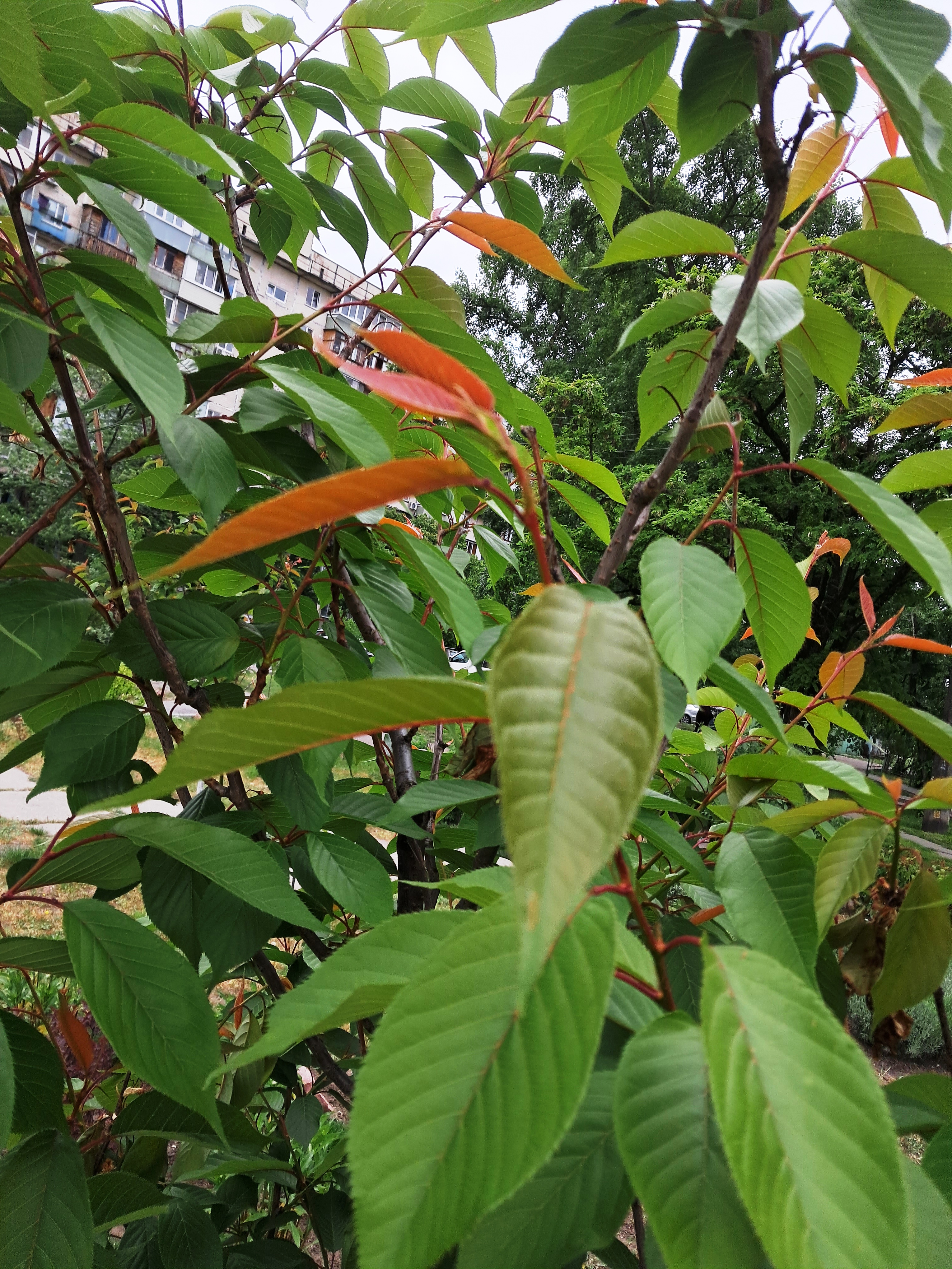 Brown plant leaves (Sakura) and ammonia