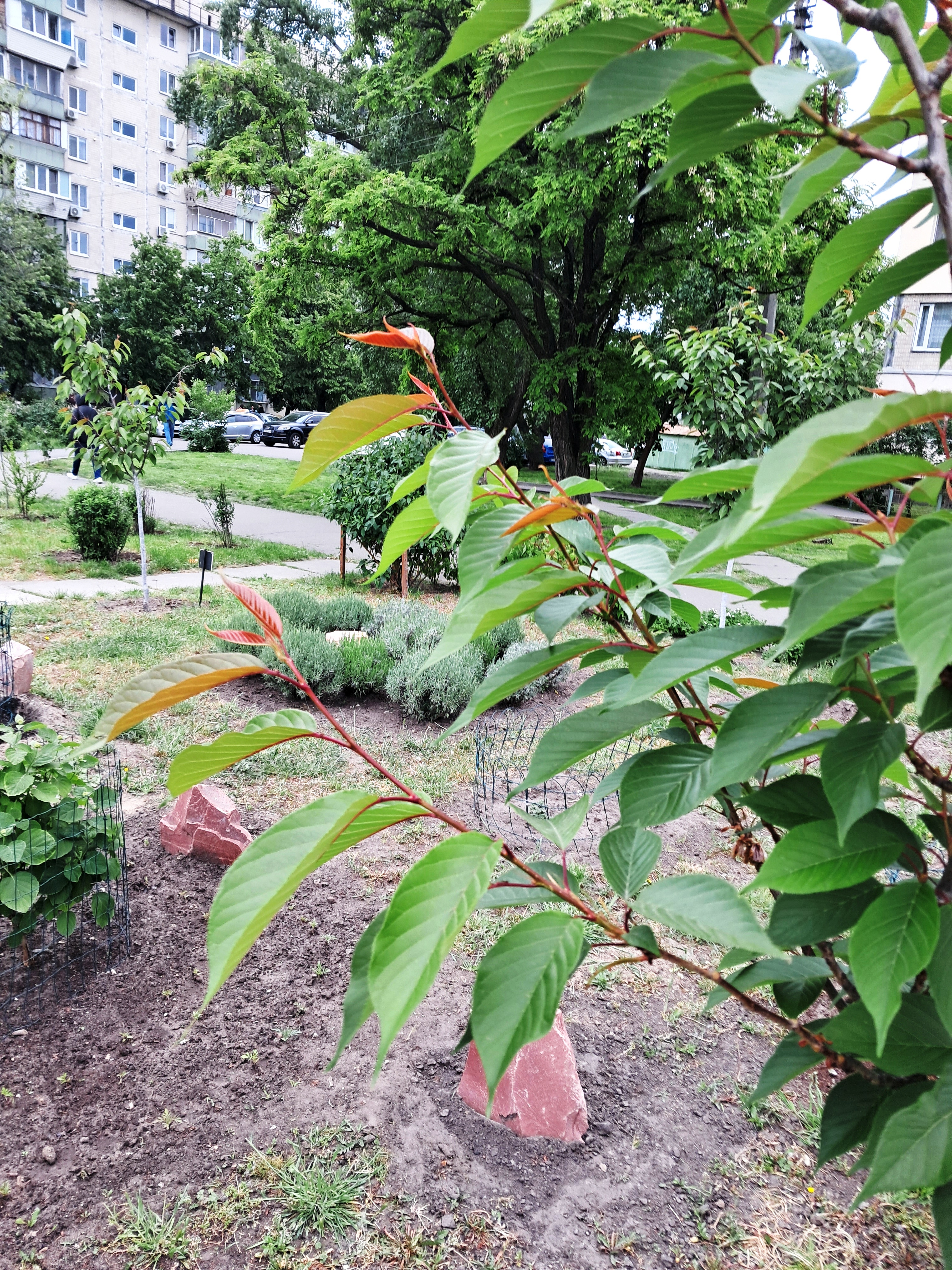 Brown plant leaves (Sakura) and ammonia
