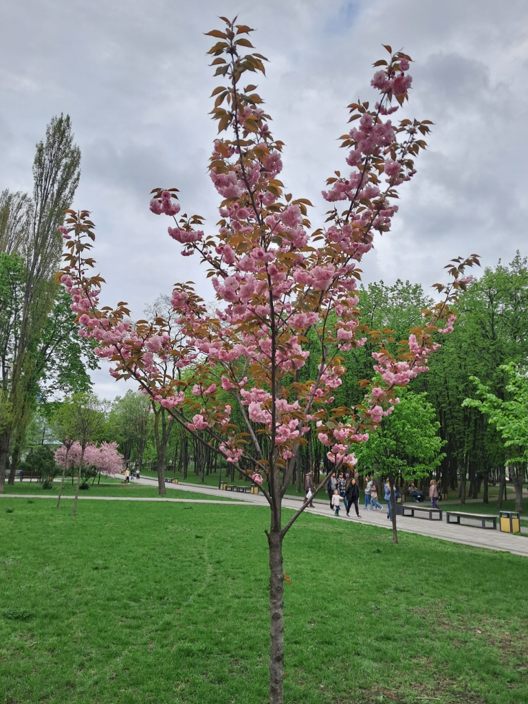 Sakura