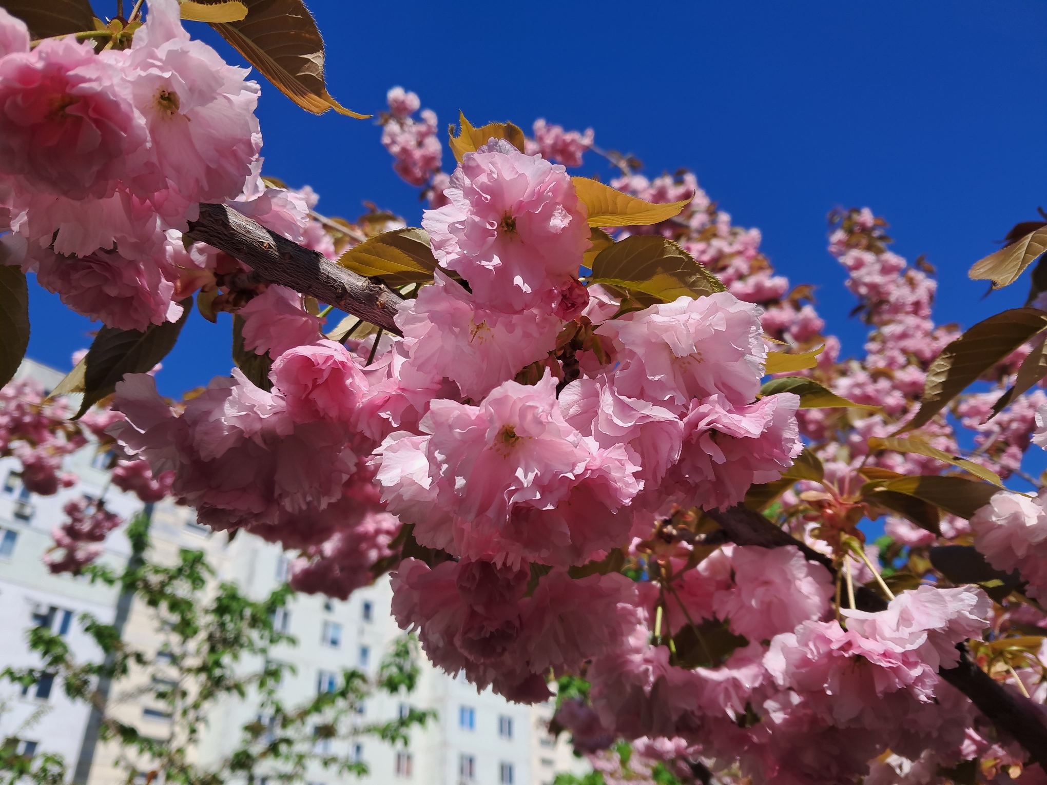 Sakura