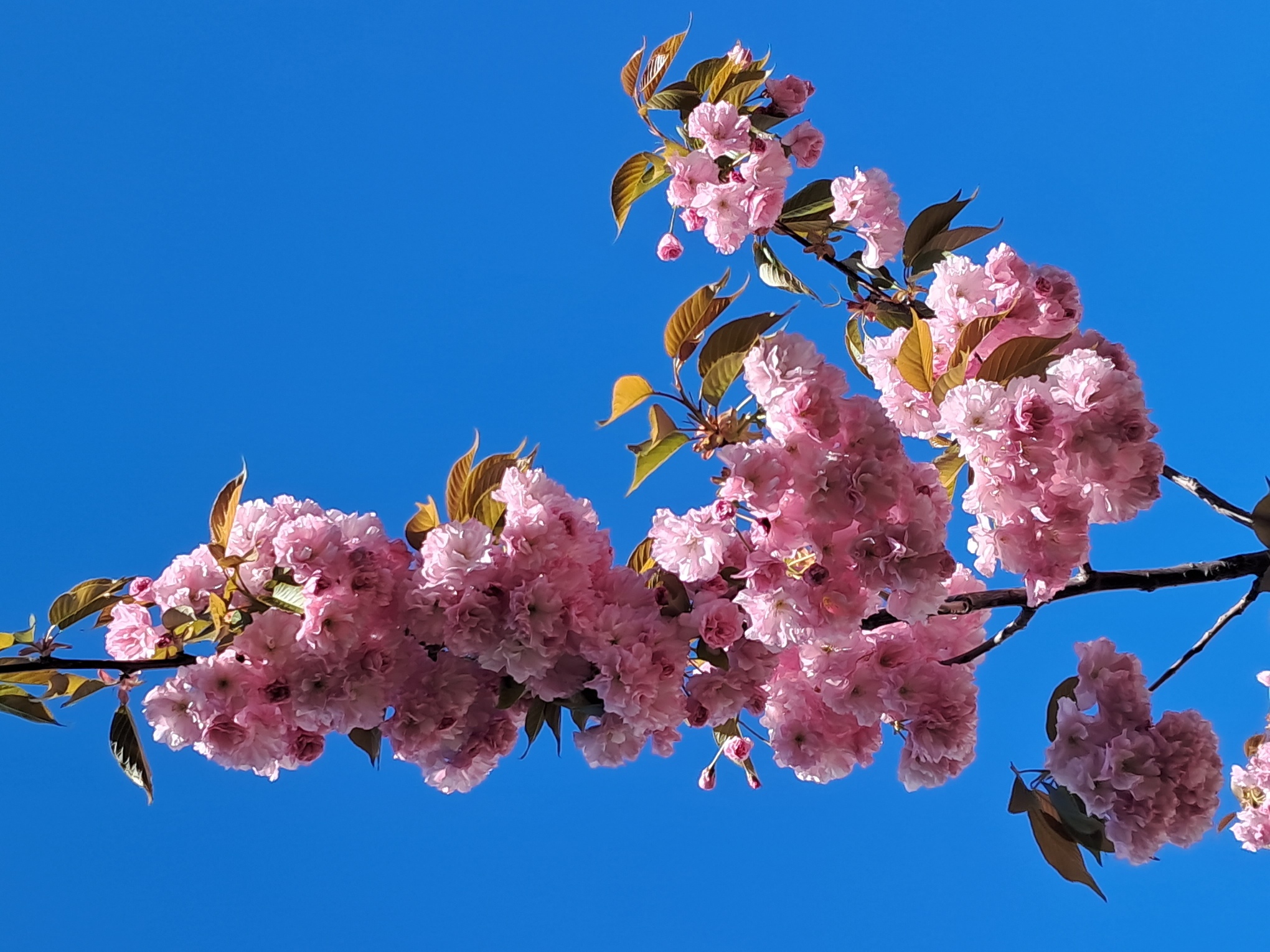 Sakura