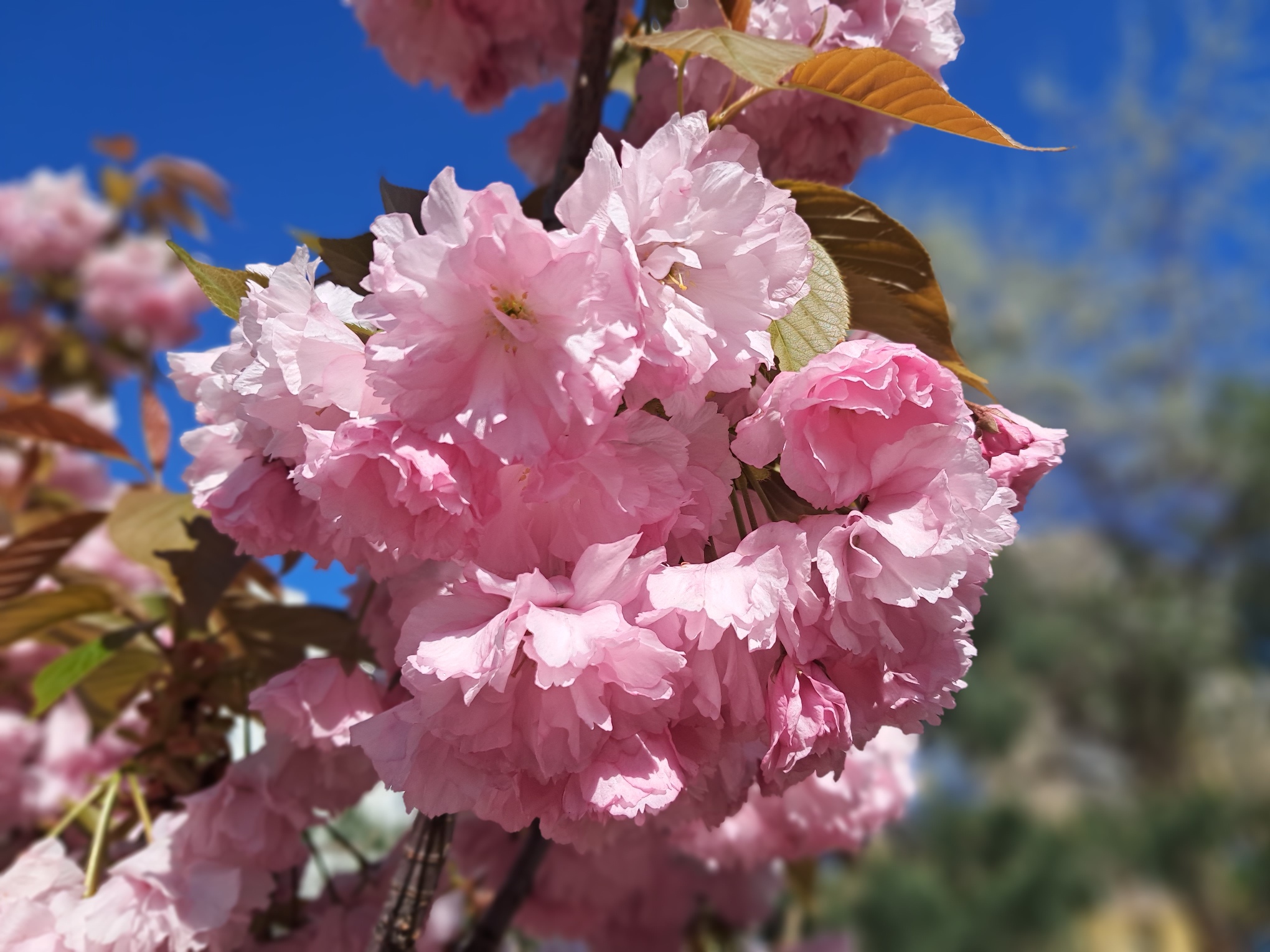 Sakura