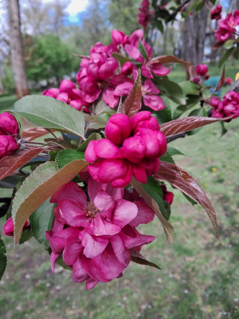 Burgundy flowers of apple tree