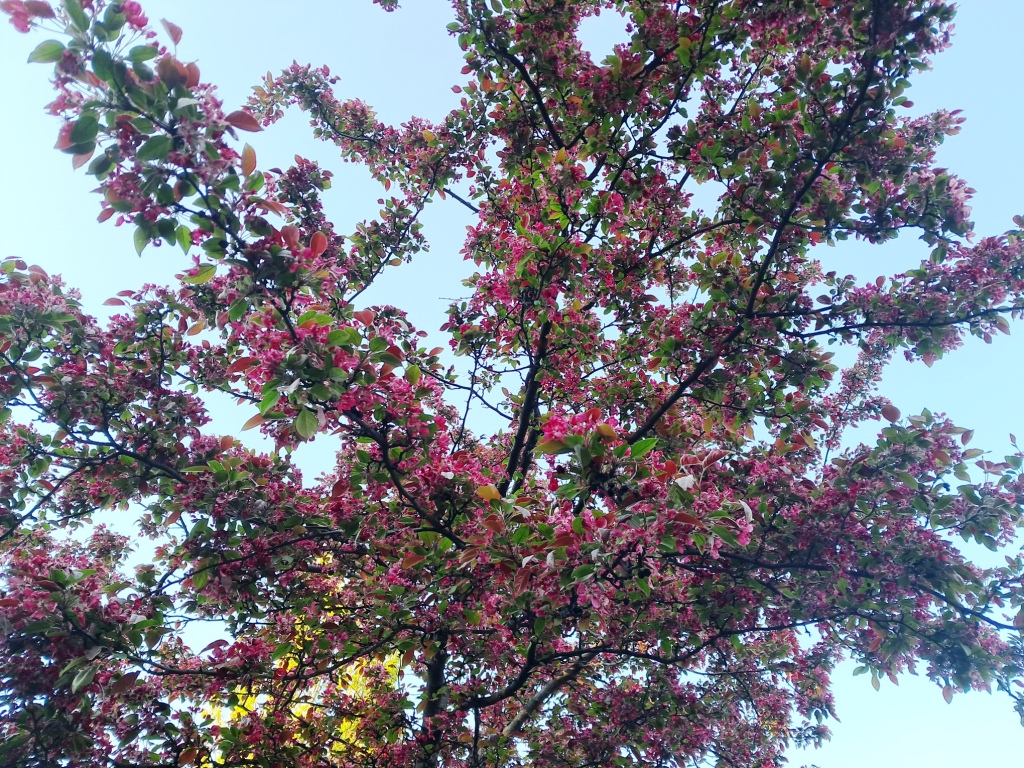 Burgundy flowers of apple tree