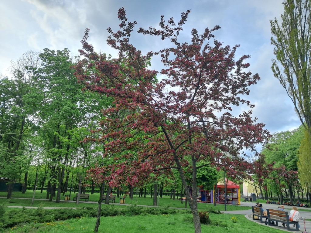 Burgundy flowers of apple tree