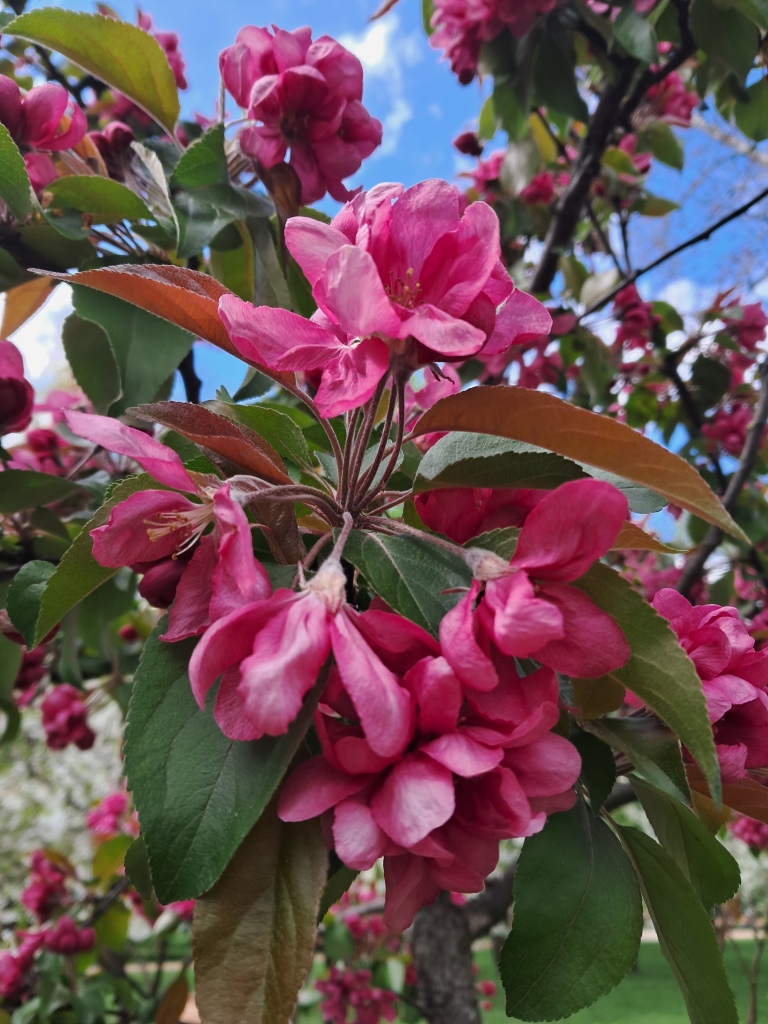 Burgundy flowers of apple tree