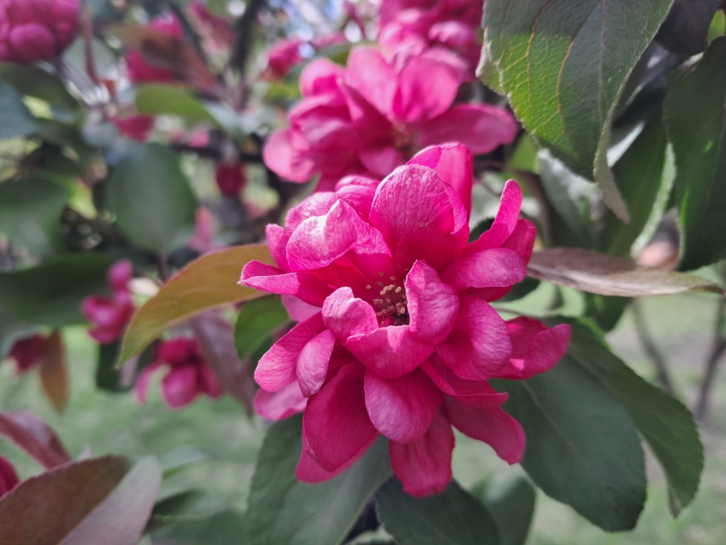 Burgundy flowers of apple tree