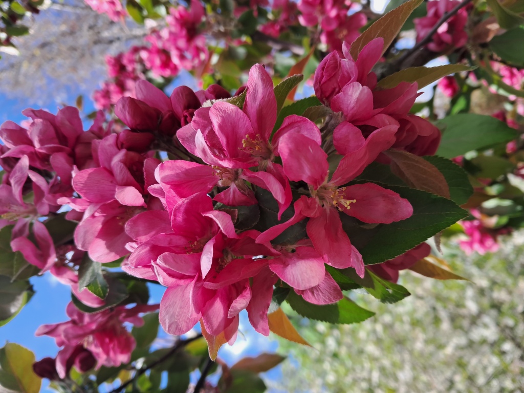 Burgundy flowers of apple tree