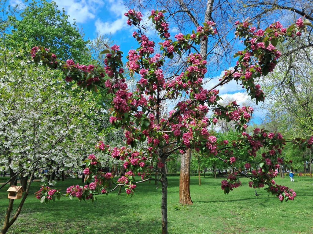 Burgundy flowers of apple tree