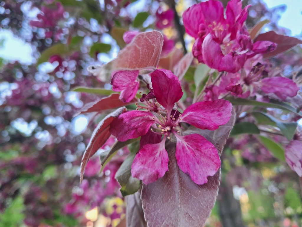 Burgundy flowers of apple tree