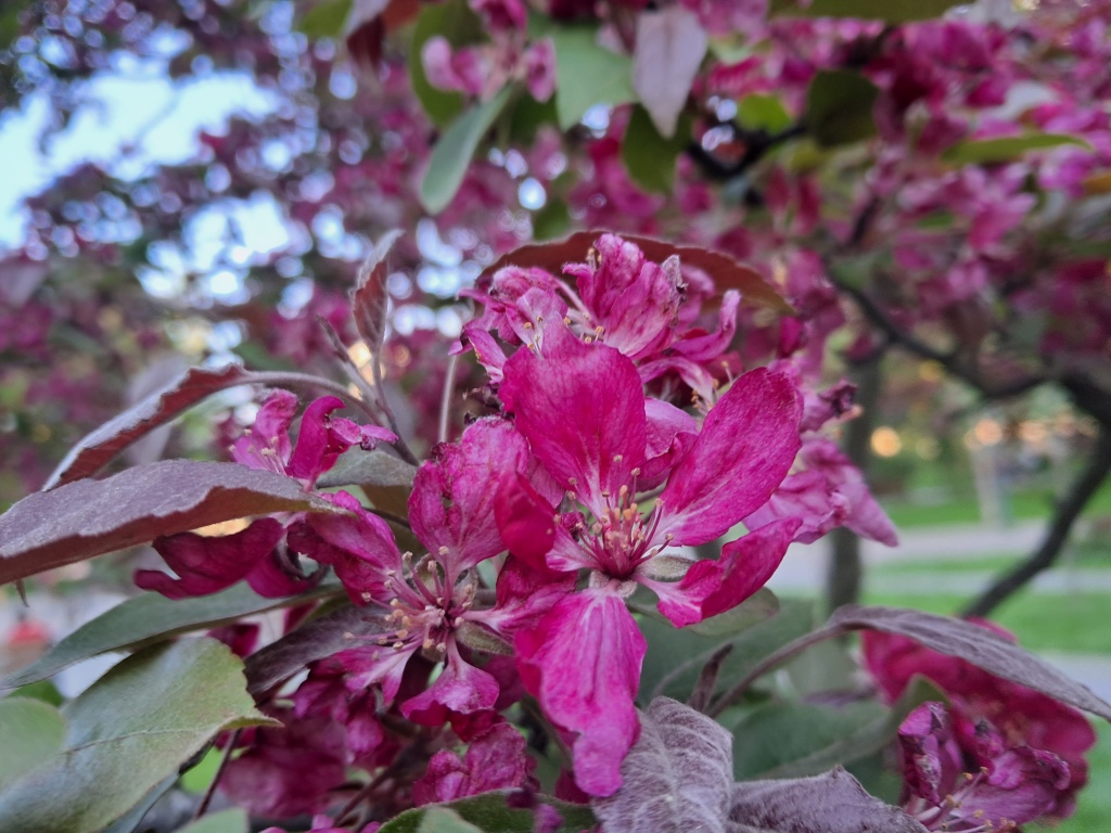 Burgundy flowers of apple tree