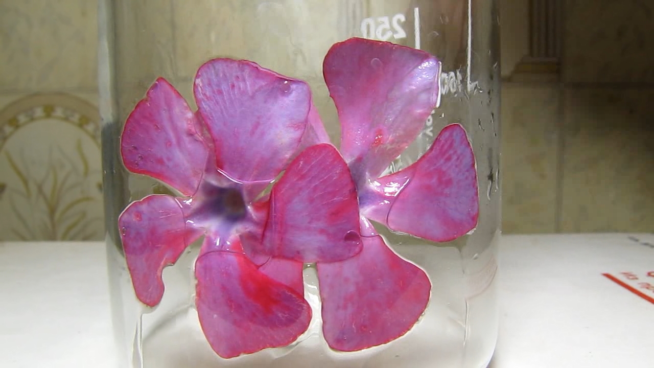 Flowers of Vinca minor, ammonia and acetic acid